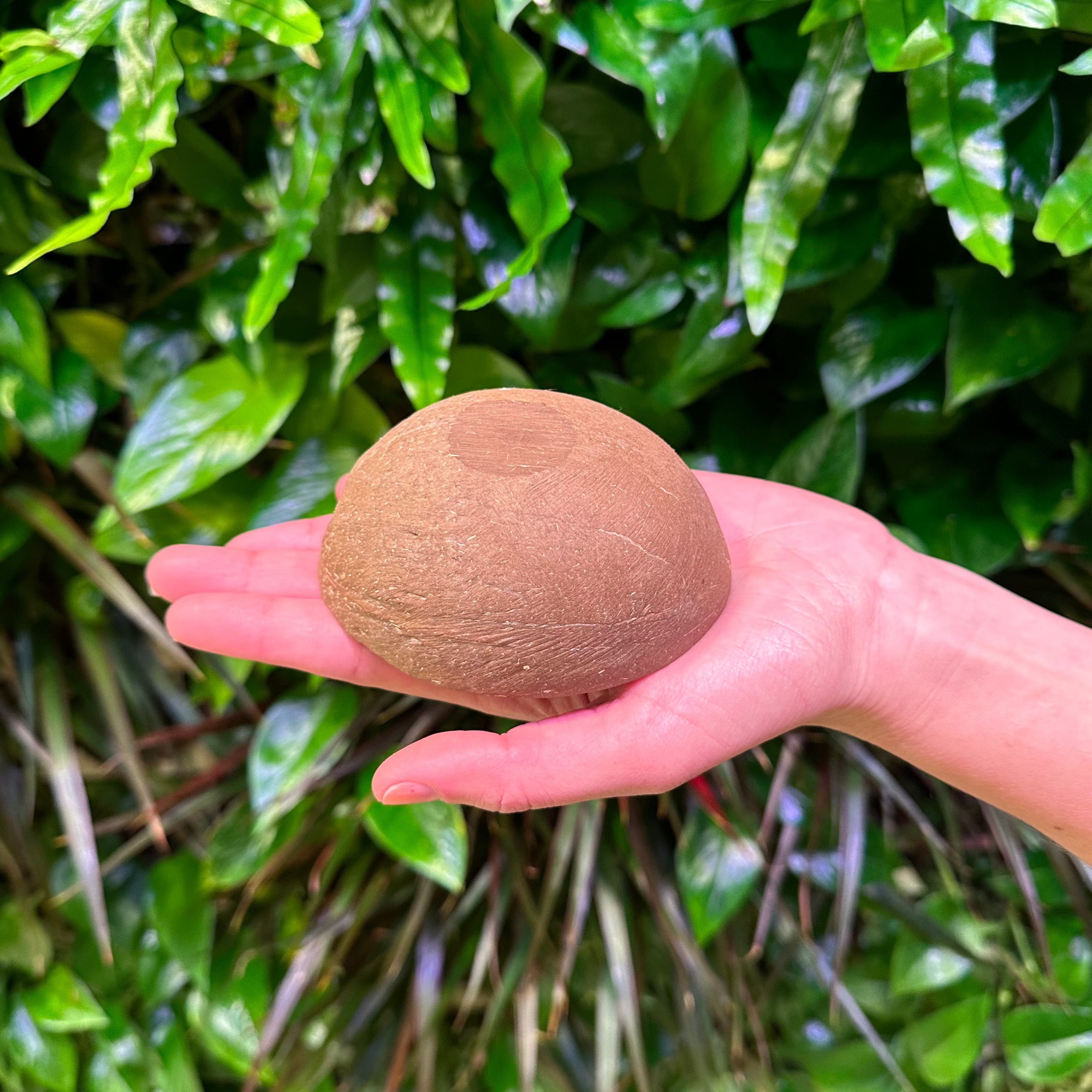 Wholesale Coconut Shell Half