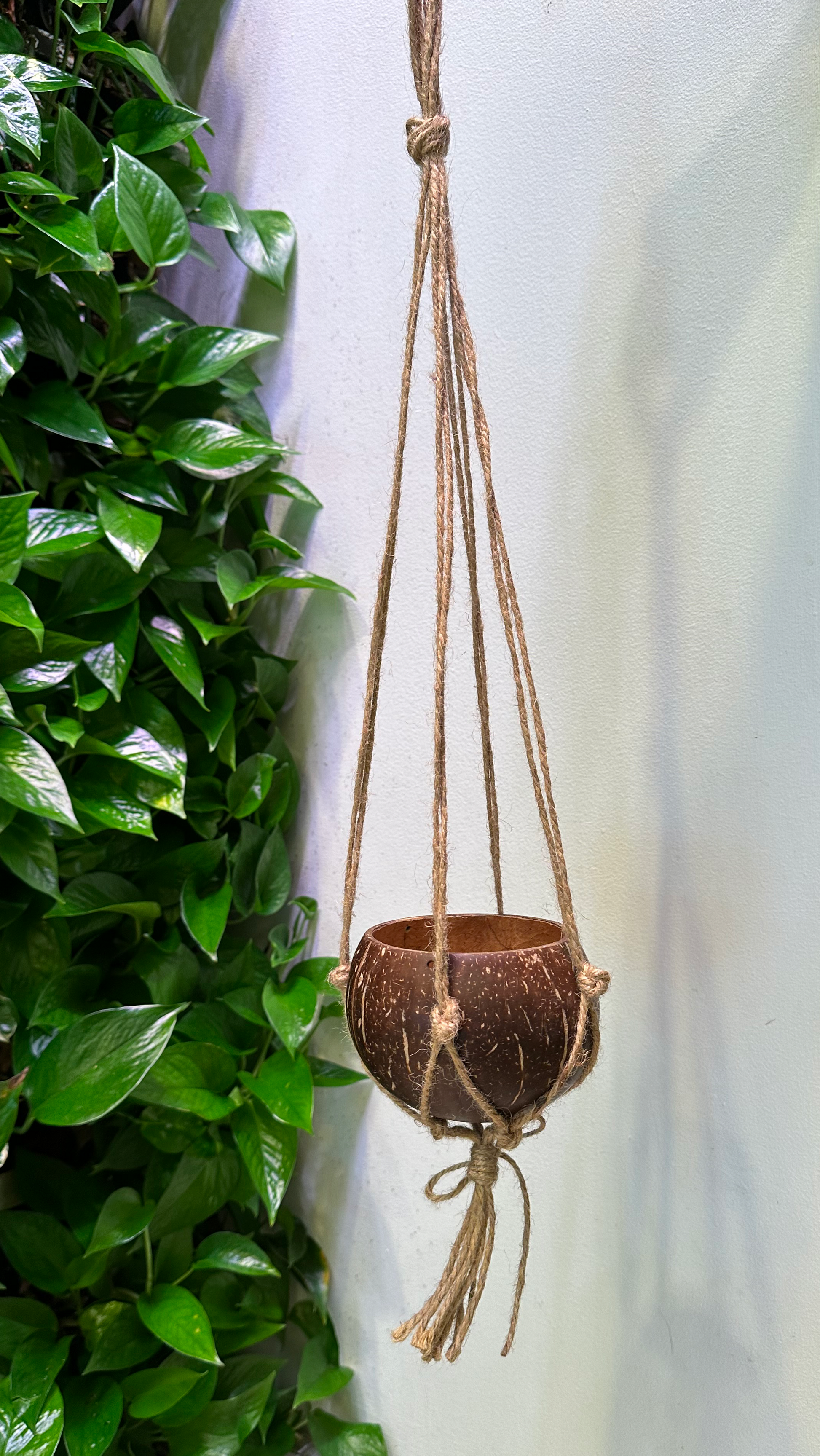 full length hanging planter with beautiful coconut rope hanger and polished smooth coconut shel