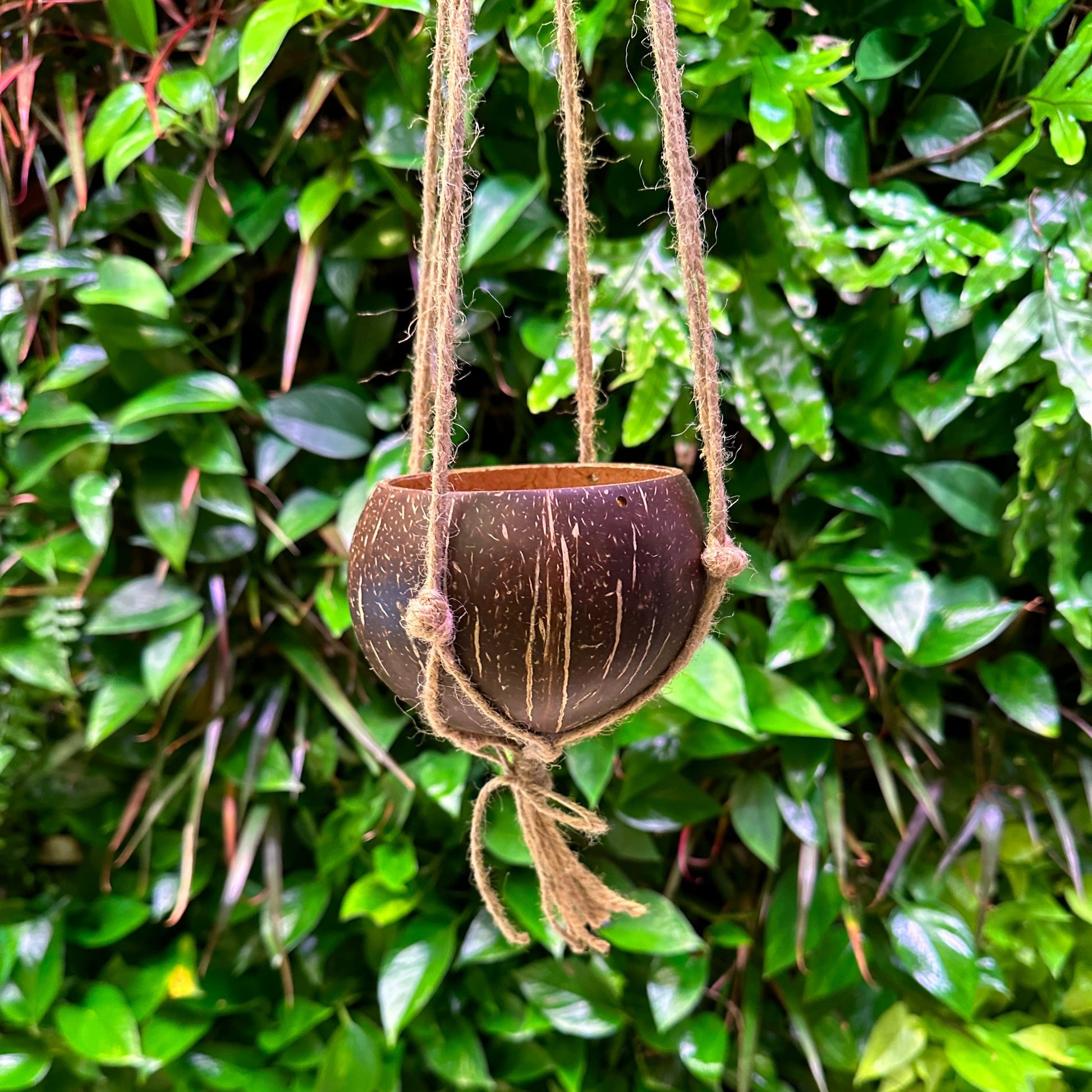 coconut hanging planter for small plants with drainage holes all natural