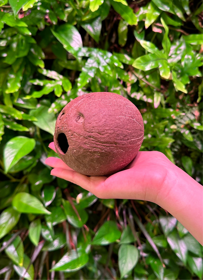 Bulk Whole Coconut Shell Hollow Matte (No Fiber)