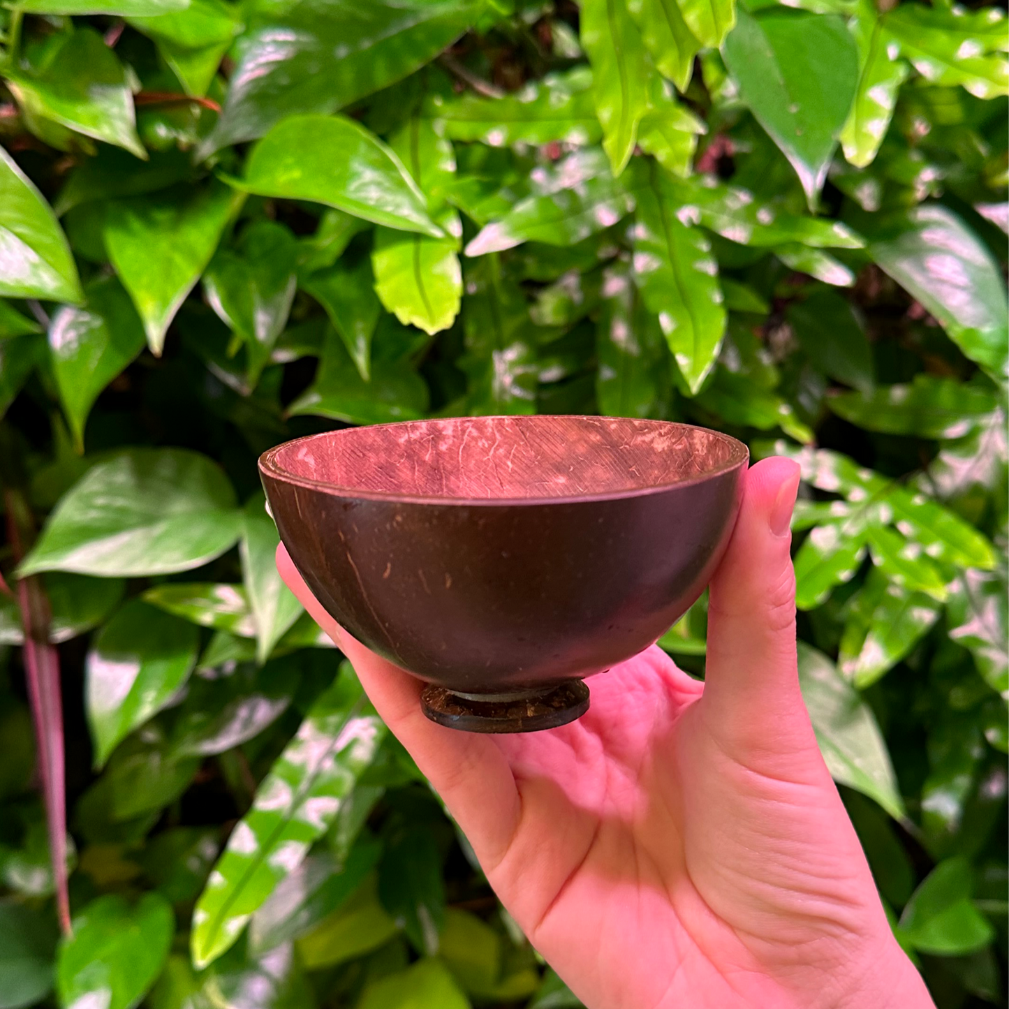 Bulk Petite Coconut Cup with Base