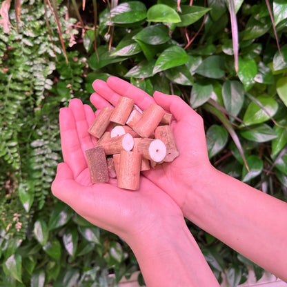 mini sola sticks with bark in hands