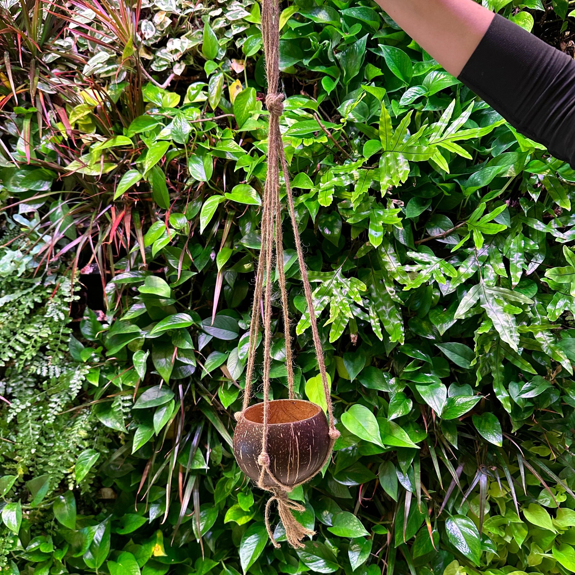 hanging coconut hanging planter with coconut rope design