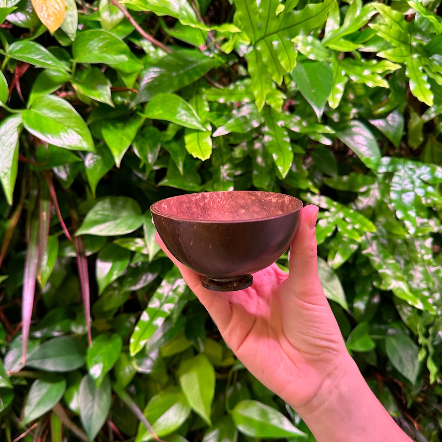 Bulk Petite Coconut Cup with Base