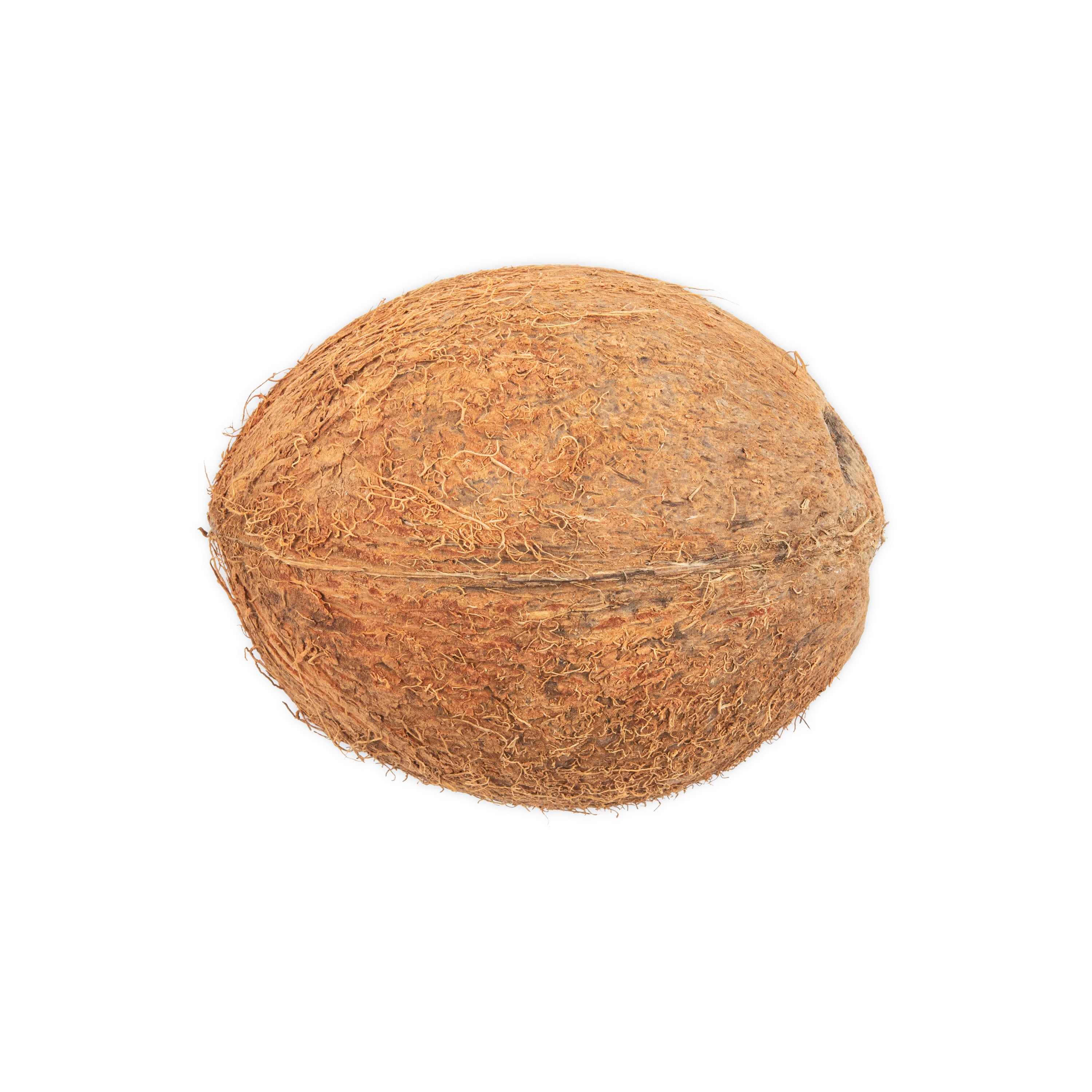 Coconut Shell with Fiber