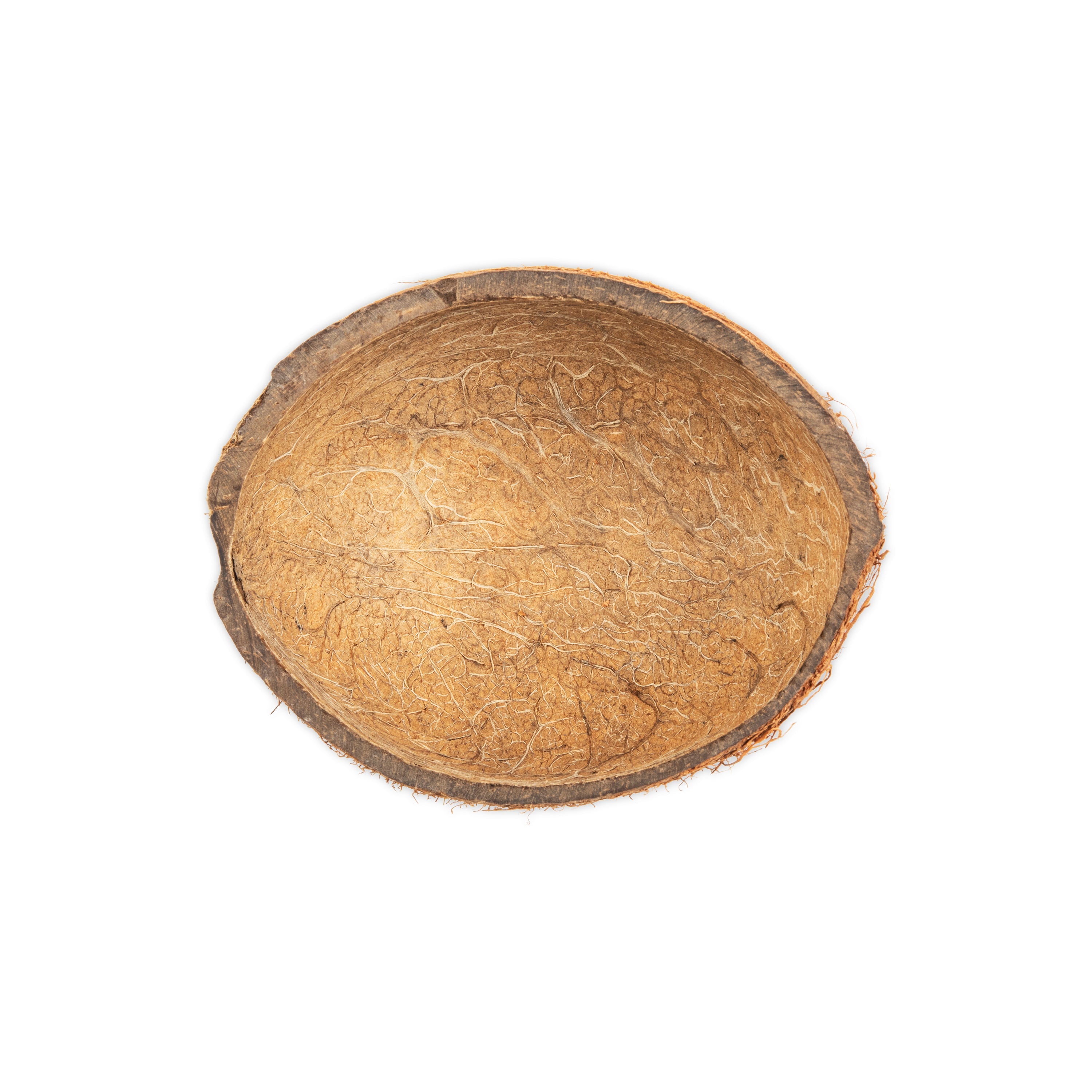 Coconut Shell with Fiber