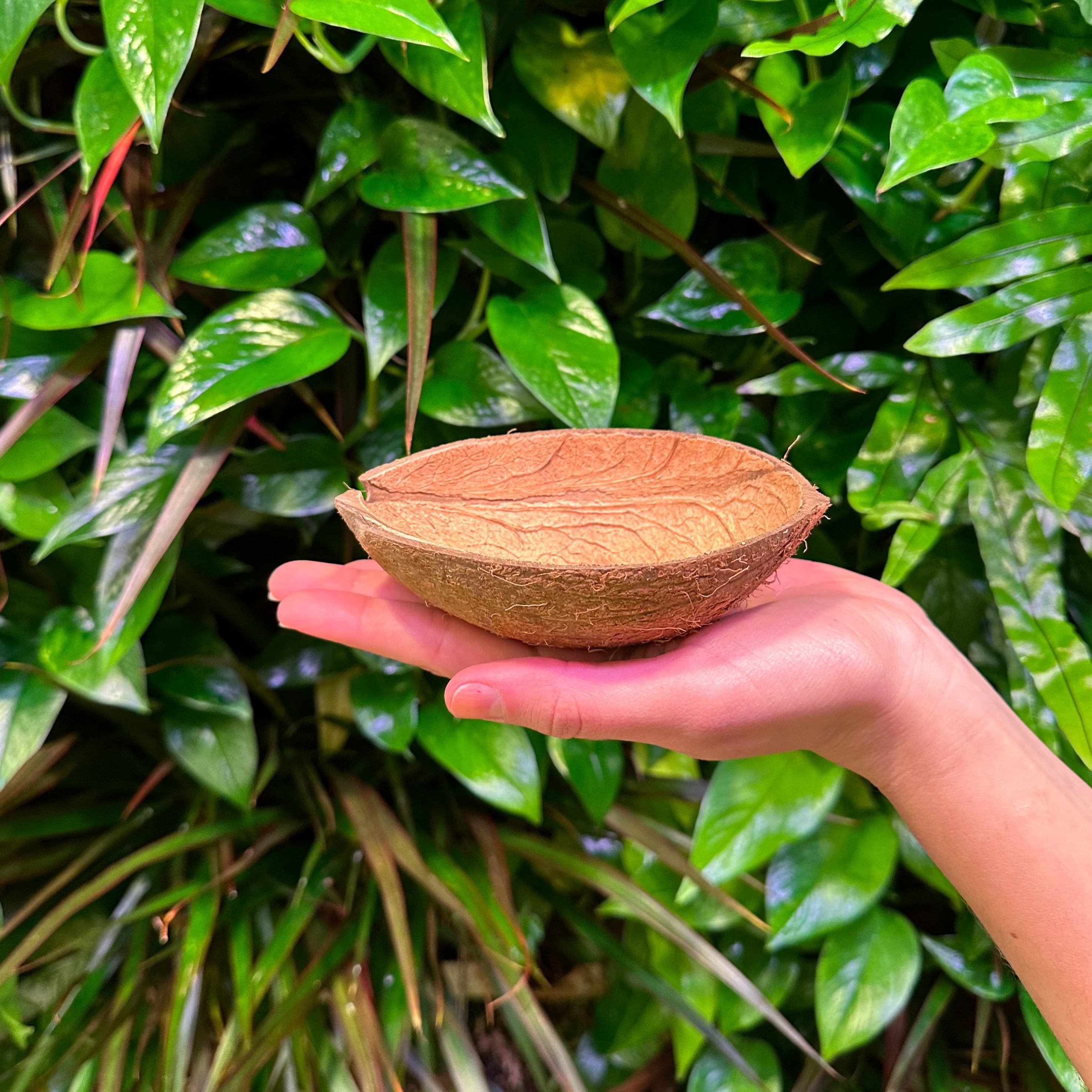 Coconut Shell with Fiber