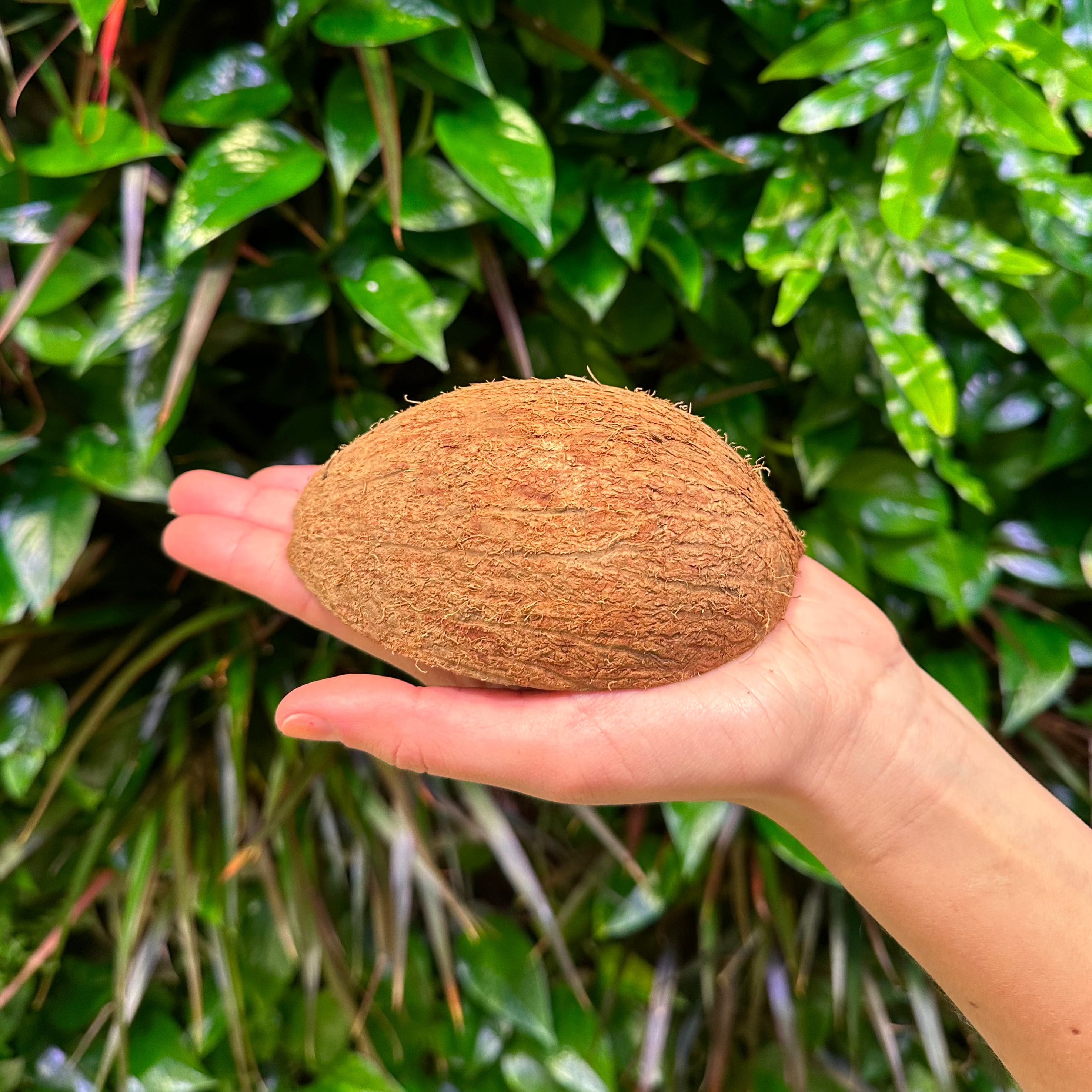 Coconut Shell with Fiber – Coconut King