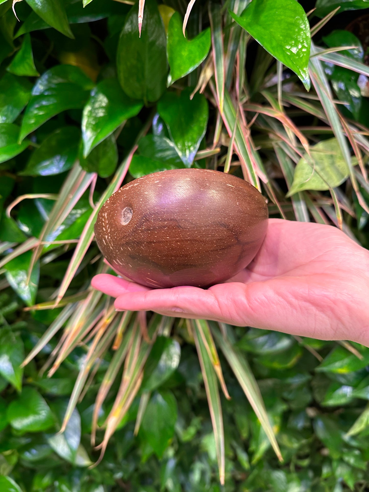 Bulk Polished Coconut Shell, Flat Bottom